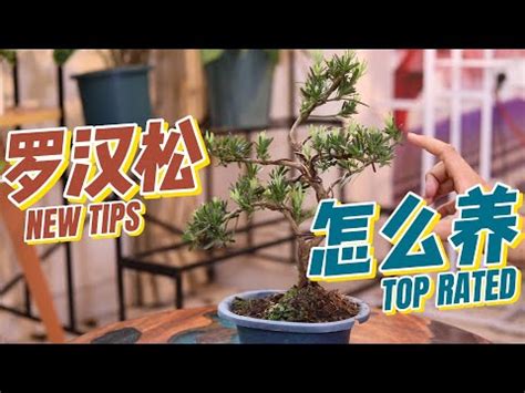 羅漢松種植方法|羅漢松怎麼養？盆栽照護指南，澆水、修剪、光照、溫度、施肥全。